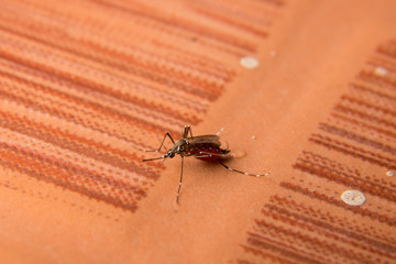 macro of he mosquito sucking the blood full,dangerous mosquito , on the floor,Chikungunya.Dengue fever.Rift Valley fever.Yellow fever.Zika
