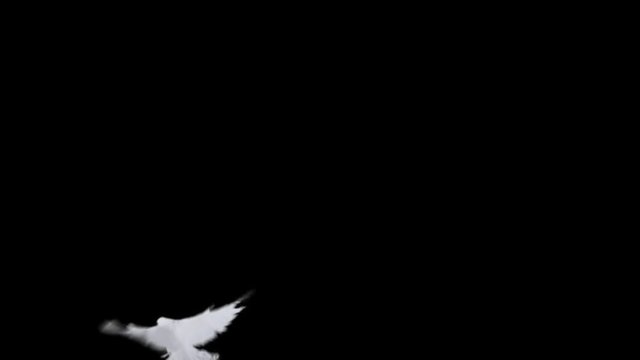 Flying dove in slow motion on alpha channel