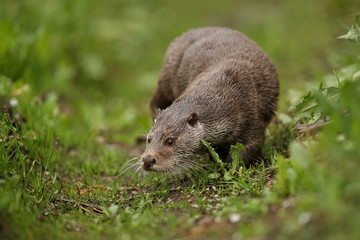 Eurasian otter, Lutra lutra, water animal in the nature habitat, Czech Republic. Detail portrait of...