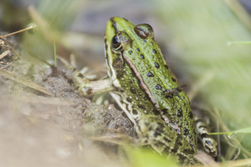 Grenouille verte du Grésivaudan - Chartreuse - Isère.