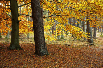 Landscape near Ustka. Poland
