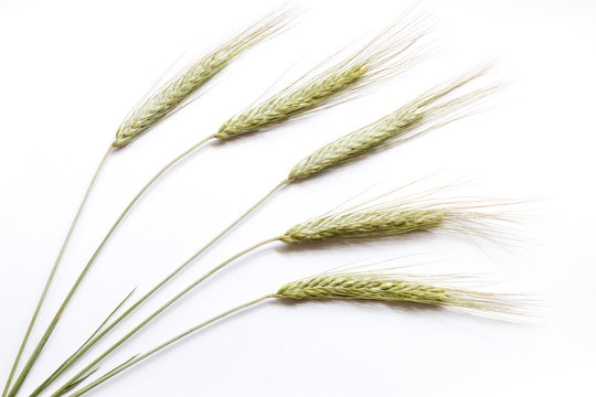 Rye ears on white background, close up