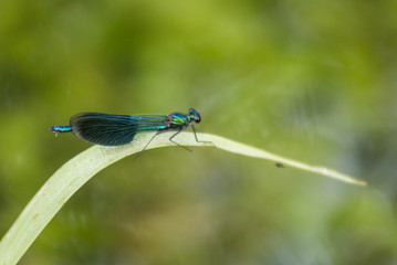 Libellules du Grésivaudan - Chartreuse - Isère.