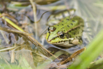 Grenouille verte du Grésivaudan - Chartreuse - Isère.
