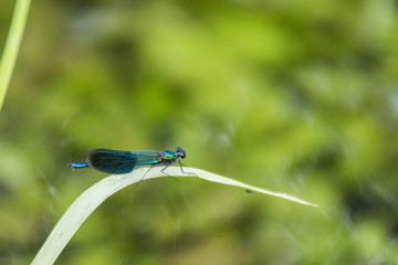 Libellules du Grésivaudan - Chartreuse - Isère.