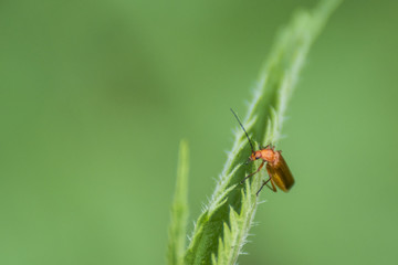 Insectes de Chartreuse, Grésivaudan - Isère.