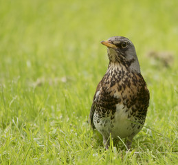 Fieldfare