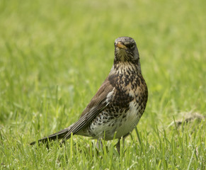 Fieldfare