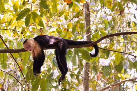 Affe
