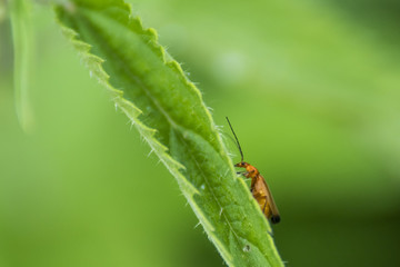Insectes de Chartreuse, Grésivaudan - Isère.