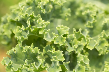 Green Curly Kale leaf macro shot.