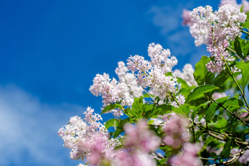 Inflorescence of pink lilac against the blue sky 