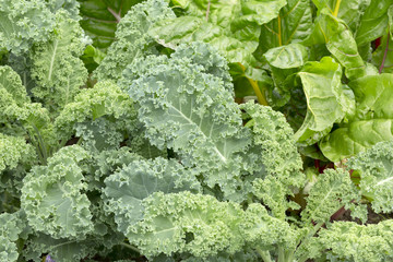 Green Curly Kale leaf macro shot.