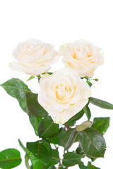 bouquet of flowers on white background isolated