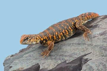 Naklejka premium Saharan Spiny Tailed Lizard (Uromastyx Geyri)/Uromastyx Geyri lizard basking on rock