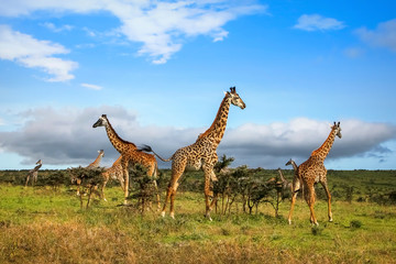 Naklejka na ściany i meble A herd of giraffes in the African savannah . Serengeti National Park . Tanzania.