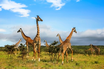 A herd of giraffes in the African savannah . Serengeti National Park . Tanzania.