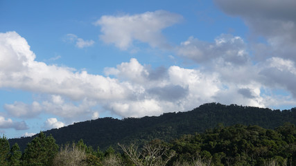 Forest and mountain under cloudy sky