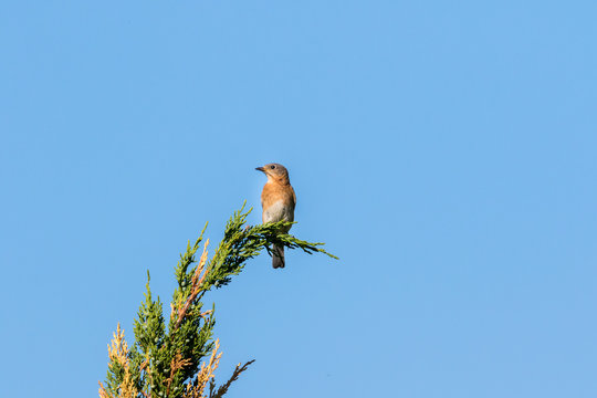 bluebird