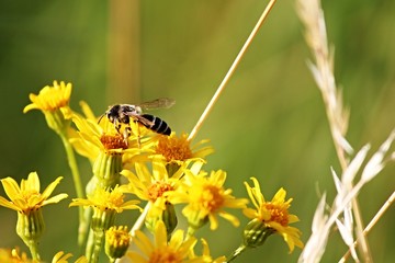 Biene sitzt auf gelben Blüten