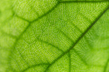 Nature green leaf and texture for background or wallpaper