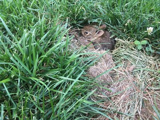 Baby rabbits in rabbit hole
