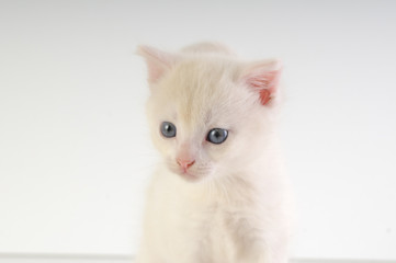 Obraz premium Little white kitten