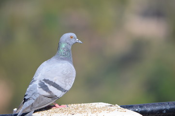Pigeon