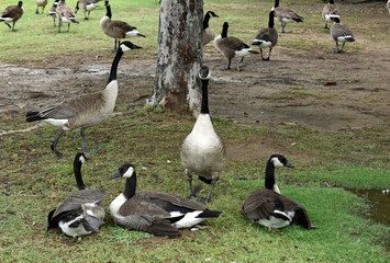 Canadian Visitors in Texas