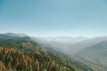 Fototapeta premium Sequoia National Park 4