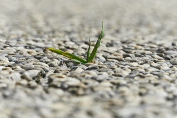little grass plant on concrete footpath