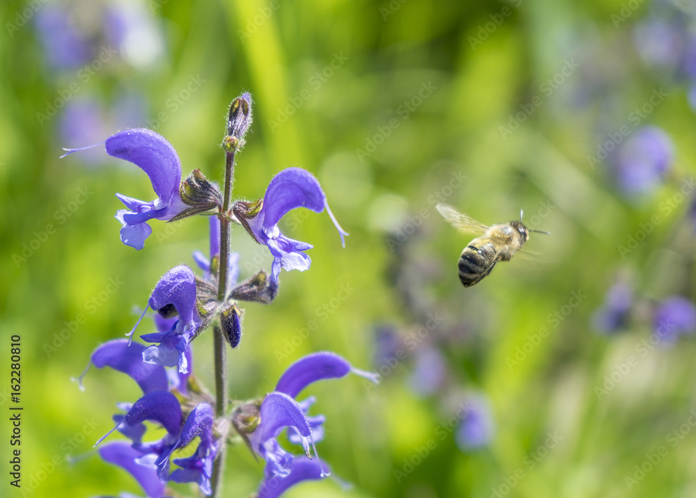 Wall mural meadow clary flowers