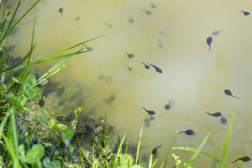 lots of tadpoles