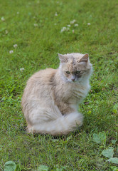 Obraz premium beautiful light ginger fluffy cat on grass
