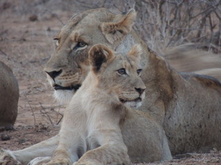 Lioness and cub