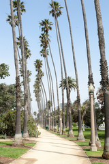 Palm tree lined seaside park