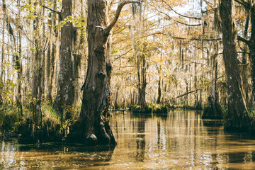New Orleans - swamp trees 2 - obrazy, fototapety, plakaty