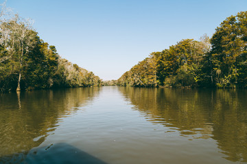 New Orleans - swamp trees gators