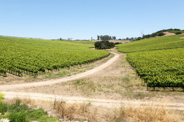 Wine country road