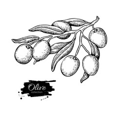 Olive branch. Hand drawn vector illustration. Isolated drawing on white background. Engraved plant