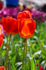 Fototapeta premium Tulip close-up