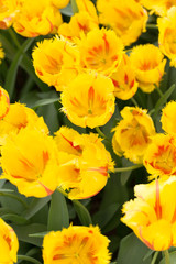 Obraz na płótnie Canvas Background of colorful fresh tulips at Keukenhof garden, Netherlands