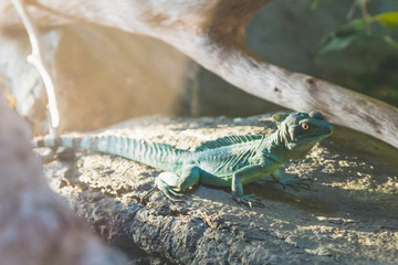 San Diego Zoo - Lizard