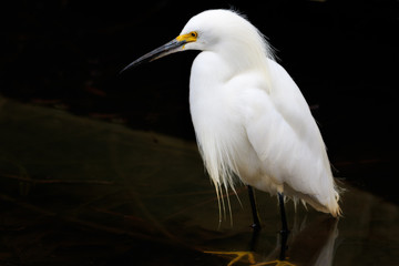Snowy Egret