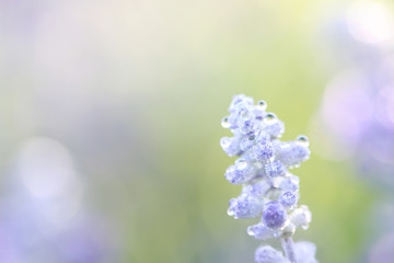 Lavender flower in close up with green background