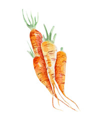 fresh carrots illustration. Hand drawn watercolor on white background - 162283069