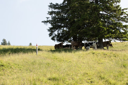 K&uuml;he unter B&auml;umen im Schatten am Wanderweg zum Gnipen