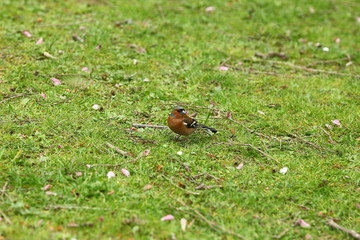 Männlicher Buchfink sucht Futter auf der Wiese, Fringilla coelebs