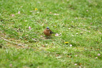 Männlicher Buchfink sucht Futter auf der Wiese, Fringilla coelebs