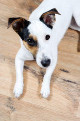 Portrait of jack russell muzzle, focus on the eyes.